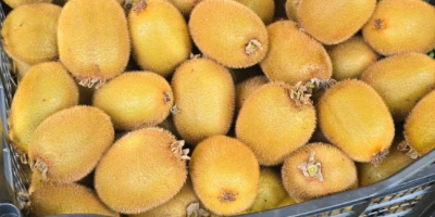 Kiwi Hayward fresco – Venta al por mayor. Kiwi