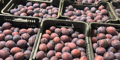 Venderé 10 toneladas de mercancía rígida refrigerada, rota y