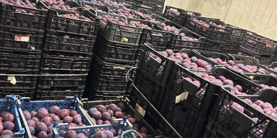 Venderé 10 toneladas de mercancía rígida refrigerada, rota y