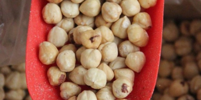 Avellanas turcas blanqueadas de primera calidad (avellanas blancas), sin