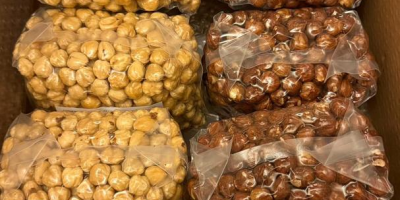 Avellanas turcas blanqueadas de primera calidad (avellanas blancas), sin