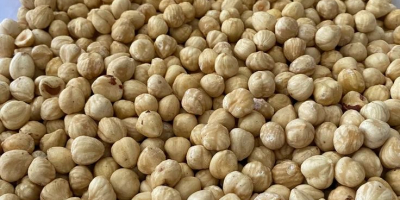 Avellanas turcas blanqueadas de primera calidad (avellanas blancas), sin