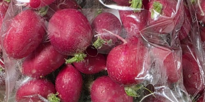Vendo rábanos sueltos, envasados en cajas de 15 kg.