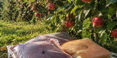 Zumos prensados 5L Sabores disponibles: Manzana 5l 16 PLN