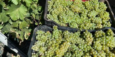 Uvas para vino a la venta directamente de un