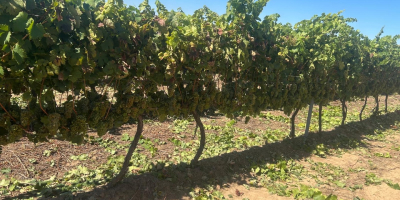 Uvas para vino a la venta directamente de un