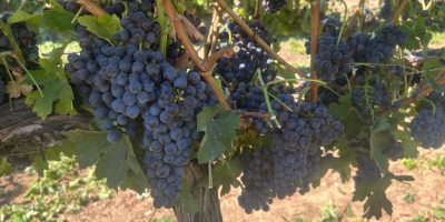Uvas para vino a la venta directamente de un