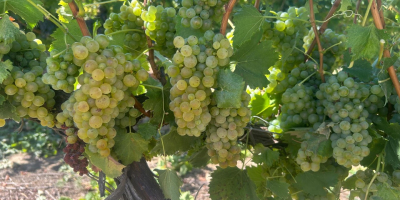 Uvas para vino a la venta directamente de un