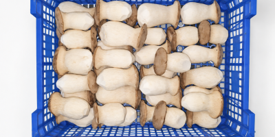 Setas ostra reales frescas (eryngii) – directamente del productor.