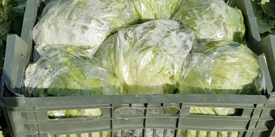 Lechuga Iceberg Fresca Trabajamos directamente con agricultores y tenemos