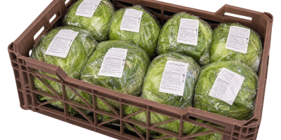 Lechuga Iceberg Fresca Trabajamos directamente con agricultores y tenemos