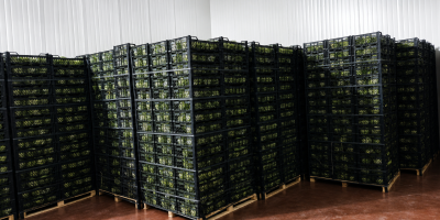 Lechuga Iceberg Fresca Trabajamos directamente con agricultores y tenemos