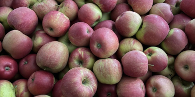 Vendo diferentes variedades de manzanas. Actualmente, vendo principalmente las