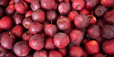 Vendo diferentes variedades de manzanas. Actualmente, vendo principalmente las