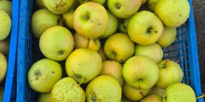 Las manzanas son de una calidad excepcional.
