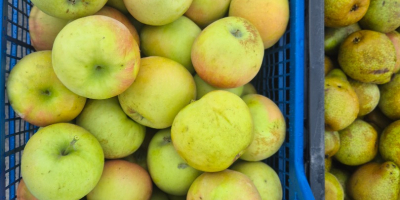 Las manzanas son de una calidad excepcional.