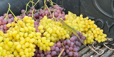 Uvas griegas premium para exportación Somos un equipo de