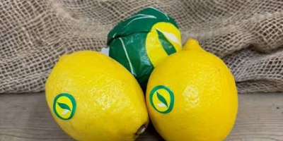 La empresa Goicha ofrece limones frescos de origen azerbaiyano
