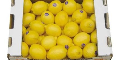 La empresa Goicha ofrece limones frescos de origen azerbaiyano