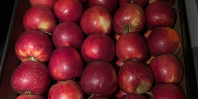 Ofrecemos manzanas de las variedades Red Prince, Golden y