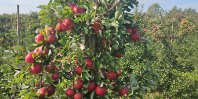 Ofrecemos manzanas de las variedades Red Prince, Golden y