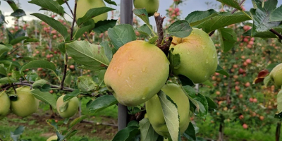 Ofrecemos manzanas de las variedades Red Prince, Golden y