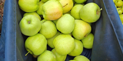 Ofrecemos manzanas de las variedades Red Prince, Golden y