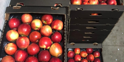 Ofrecemos manzanas de las variedades Red Prince, Golden y