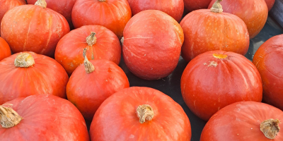 Calabaza de Hokkaido, variedades probadas, de colores, más información