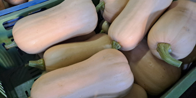 Calabaza de Hokkaido, variedades probadas, de colores, más información
