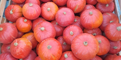 Calabaza de Hokkaido, variedades probadas, de colores, más información
