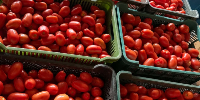 Vendo tomates Dyno. Aproximadamente 4 toneladas. Para jugo/puré/compra. Puedes