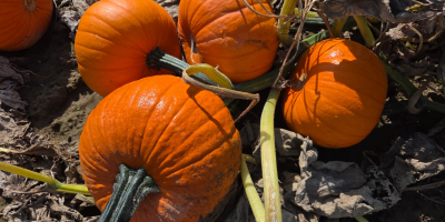 Calabazas de Halloween en venta: Spitfire, Hokkaido y Butternut.
