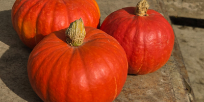 Calabazas de Halloween en venta: Spitfire, Hokkaido y Butternut.