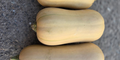 Calabazas de Halloween en venta: Spitfire, Hokkaido y Butternut.