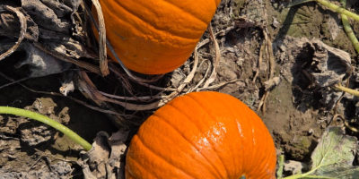 Calabazas de Halloween en venta: Spitfire, Hokkaido y Butternut.