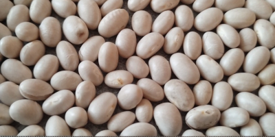 Frijoles blancos Humedad: 13% Pureza: 99% Empaque: Bolsas grandes