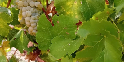 Vendo uvas frescas, variedad Muscat Ottonel a 3 ron/kg