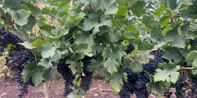 Vendo uvas Merlot. Hermosas, dulces y bien maduras, ¡directamente