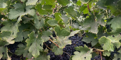 Vendo uvas Merlot. Hermosas, dulces y bien maduras, ¡directamente