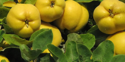 Membrillos orgánicos de primera calidad a la venta. Cultivados
