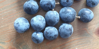 Se vende fruta de rosa canina ,grandes cantidades ,tanto