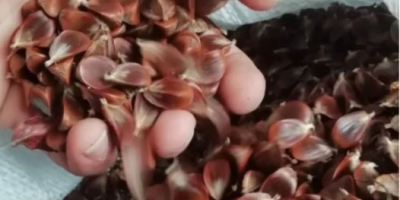 Se vende fruta de rosa canina ,grandes cantidades ,tanto
