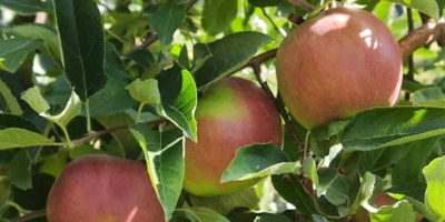 Vendo MANZANAS de primera calidad, variedades muco, ajdare y
