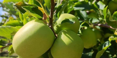 Vendo MANZANAS de primera calidad, variedades muco, ajdare y