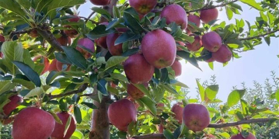 Vendo MANZANAS de primera calidad, variedades muco, ajdare y