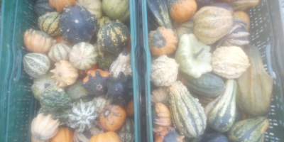 Vendo calabazas ornamentales de mi propia granja. Ofrezco una