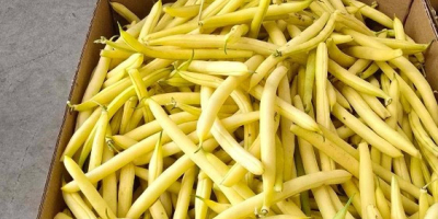 Vendo judías verdes amarillas al por mayor, variedades Unidor