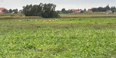 Vendo judías verdes amarillas al por mayor, variedades Unidor