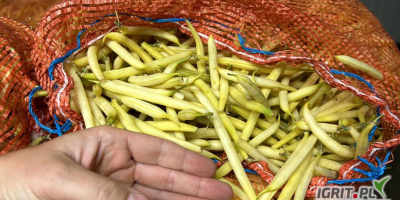Vendo judías verdes amarillas al por mayor, variedades Unidor